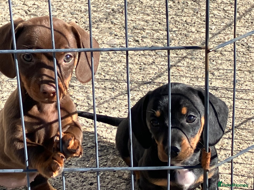 Miniature Dachshund dogs for sale: KC Reg’d Mini Dachshund Puppies  - Image 7