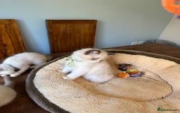 Ragdoll cats for sale: TICA Registered Ragdoll Kittens - Image 39