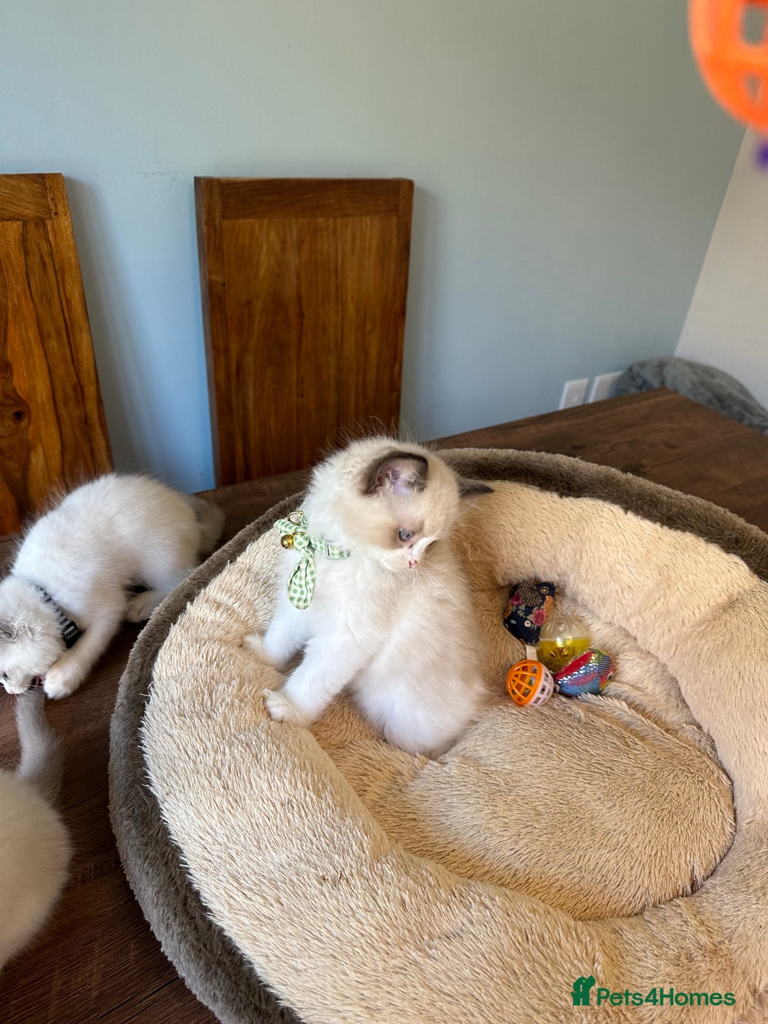 Ragdoll cats for sale: TICA Registered Ragdoll Kittens - Image 39
