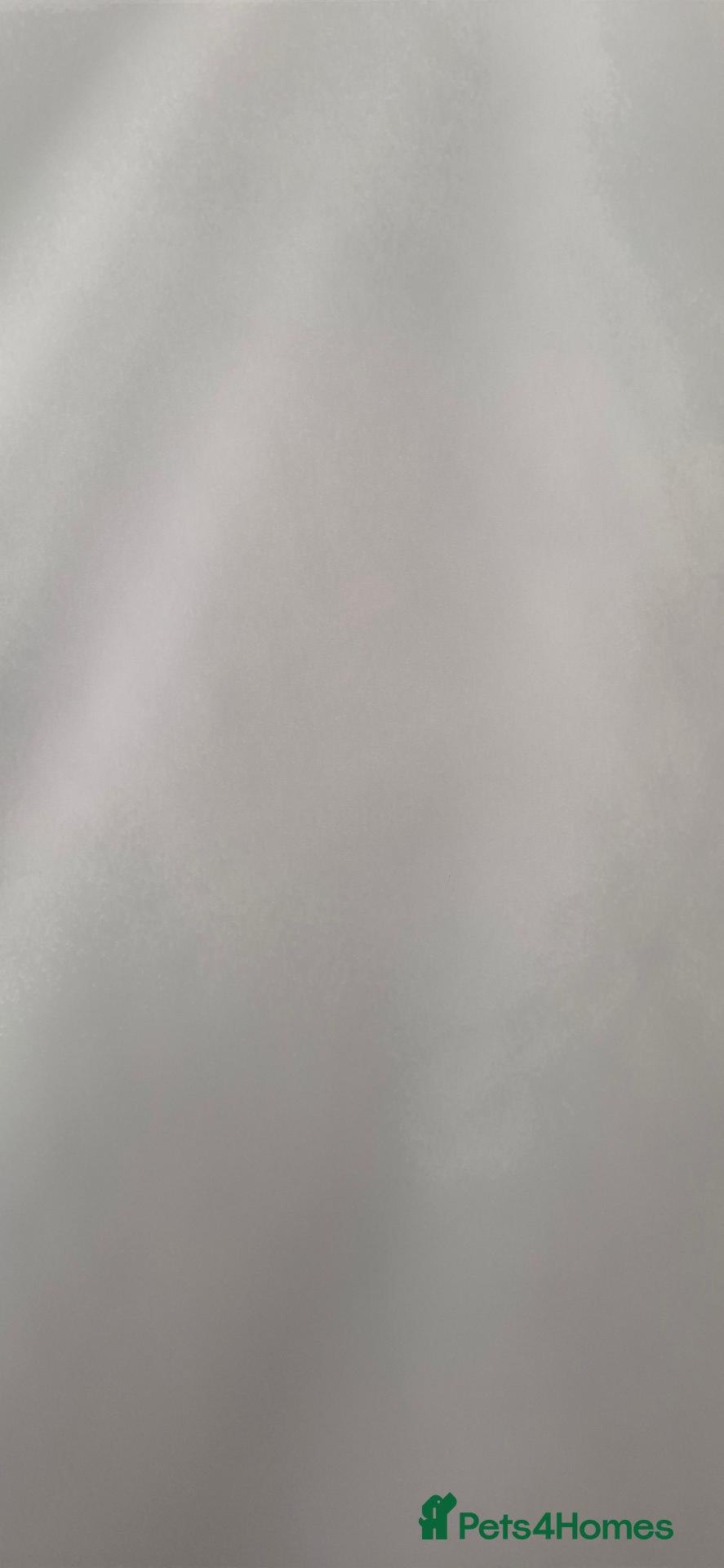 Chinchilla rodents 🌟 Adult Chinchilla (12yo) needs new forever Home - Advert 8
