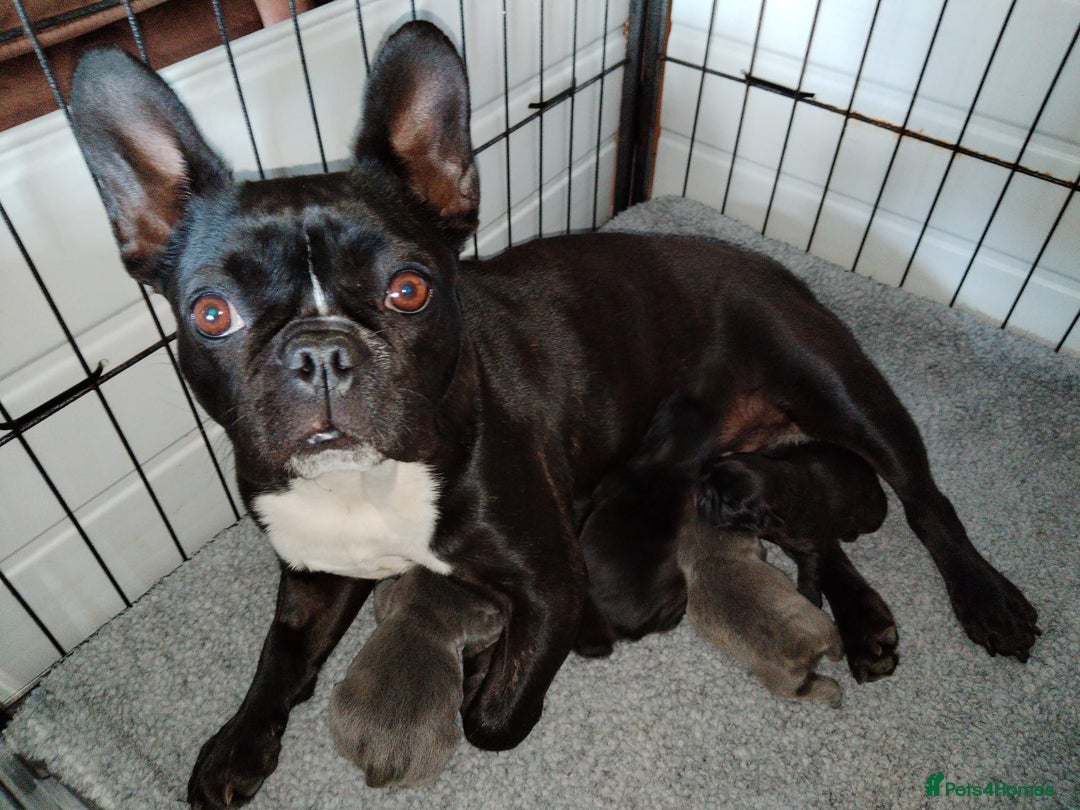 French Bulldog dogs for sale: French bulldog  in Londonderry - Image 3