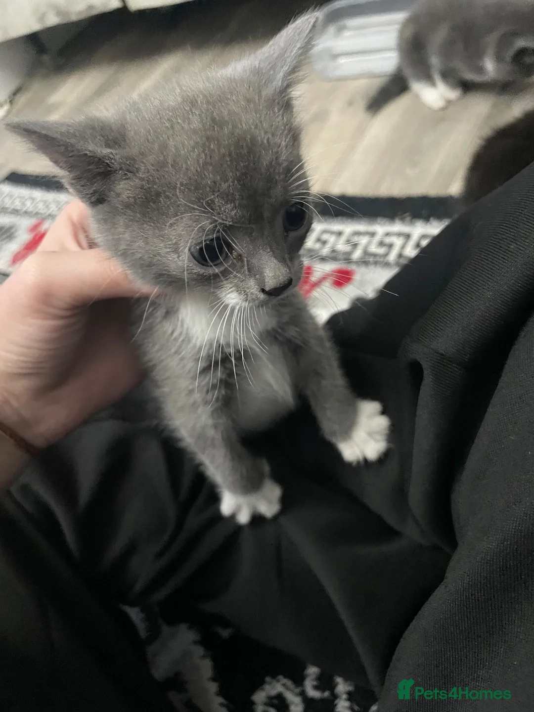 Mixed Breed cats for sale: 4 beautiful female kittens for sale  - Advert 2