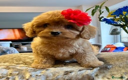 Cavapoo dogs for sale: Real Life Teddy Bears, Cavapoo babies  - Image 7