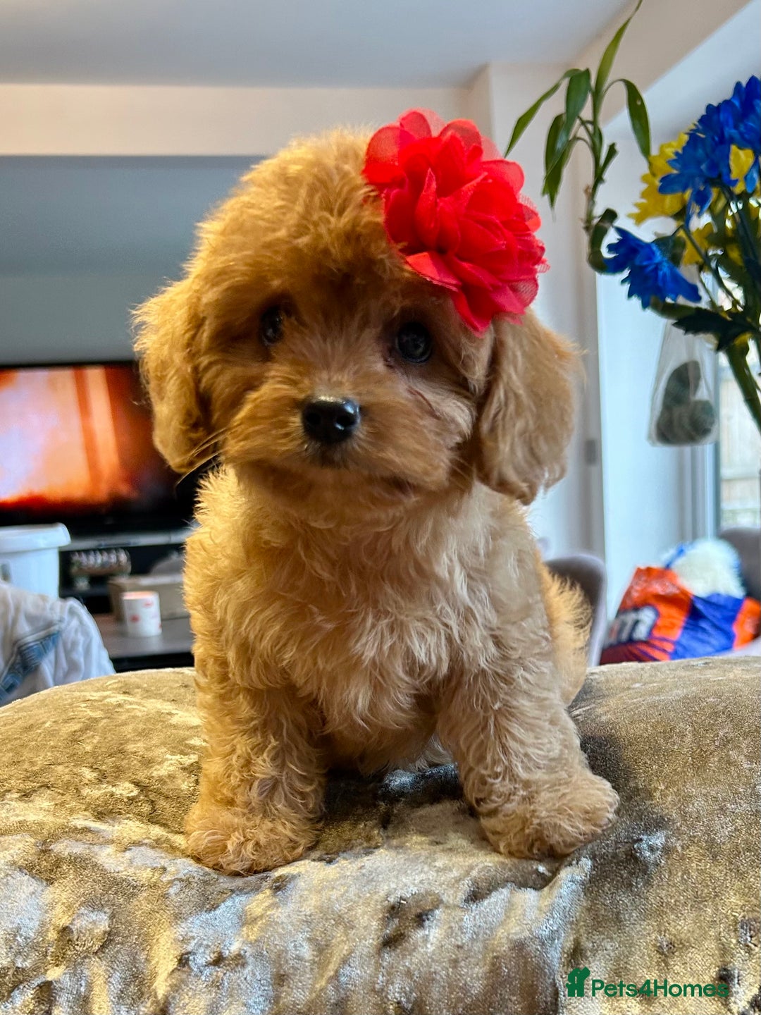 Cavapoo dogs for sale: Real Life Teddy Bears, Cavapoo babies  - Image 7