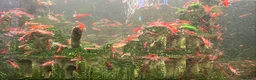 Shrimps fish for sale: Healthy Red Cherry Shrimp (Neocaridina)  - Advert 6
