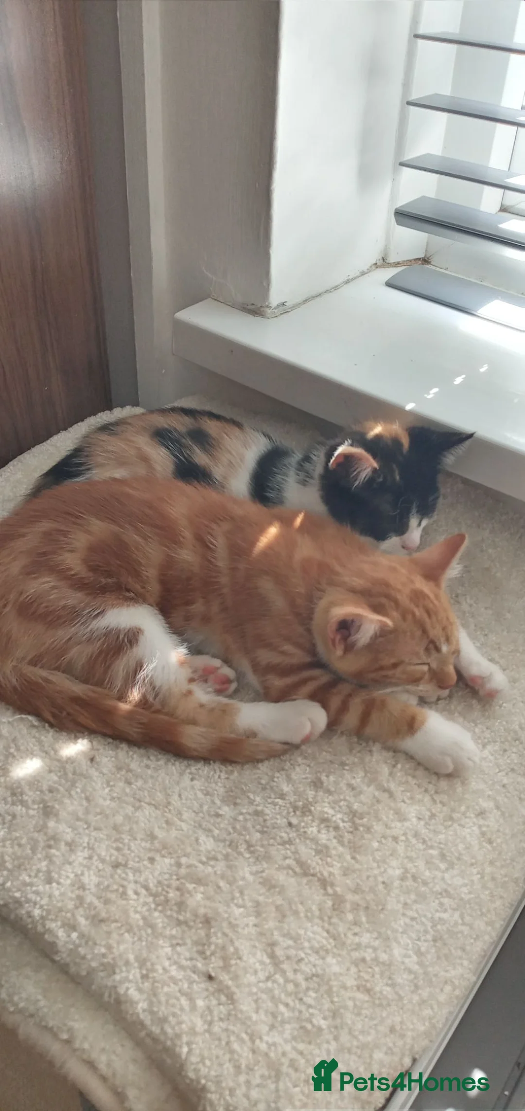 Mixed Breed cats for sale: 2 gorgeous kittens looking for their forever home  - Advert 8