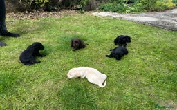 Springador dogs for sale: Springador Puppies - Image 9