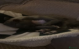Italian Greyhound dogs for sale: Italian Greyhound Puppy, Fully Vaccinated, Trained - Image 3