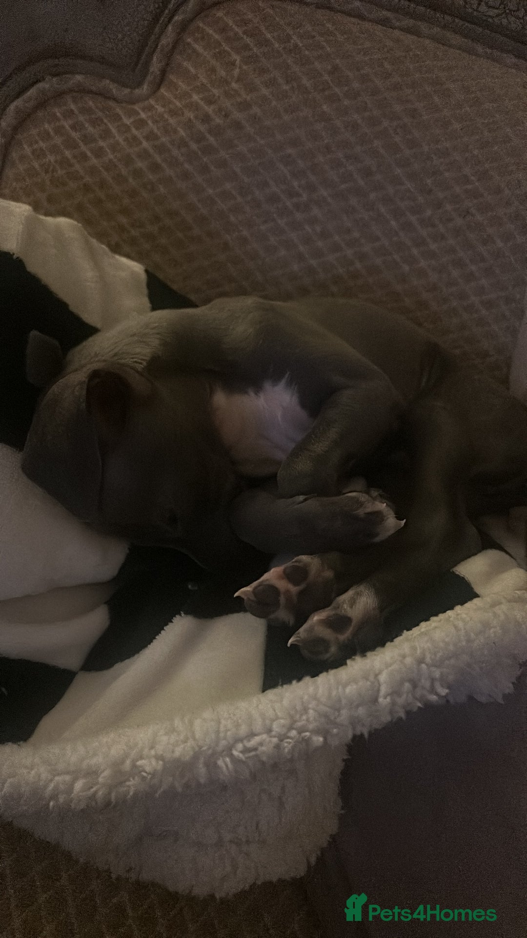 Italian Greyhound dogs for sale: Italian Greyhound Puppy, Fully Vaccinated, Trained - Image 3