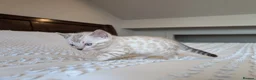 Bengal cats for sale: 🖤🩶🤍 Stunning Bengal Kittens 🤍🩶🖤 - Advert 12