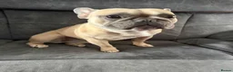 French Bulldog dogs for sale: French bulldog to a loving home in Wakefield - Advert 3