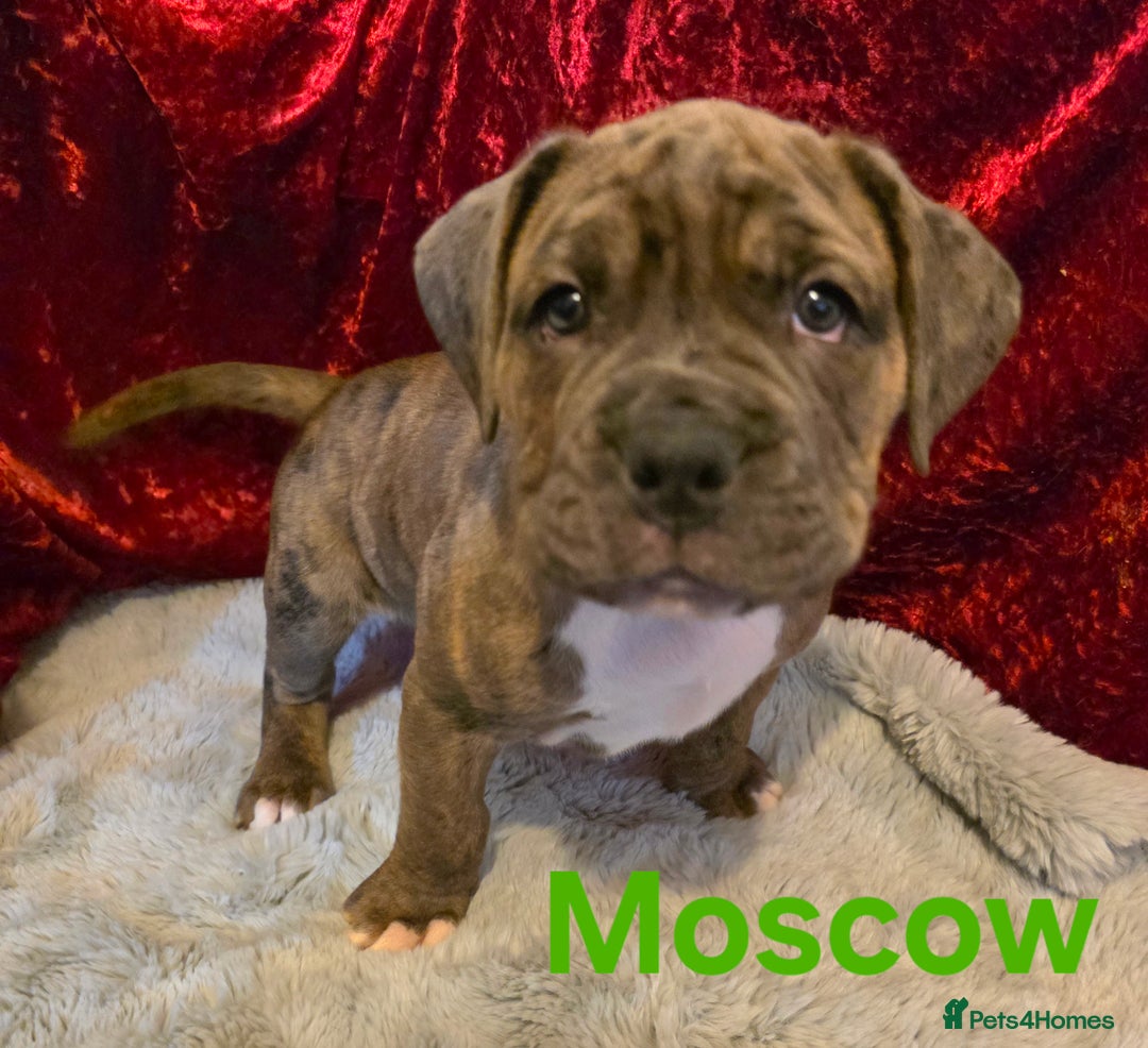 Boxer dogs for sale: Very unusual & Rare Boxer cross - Advert 16