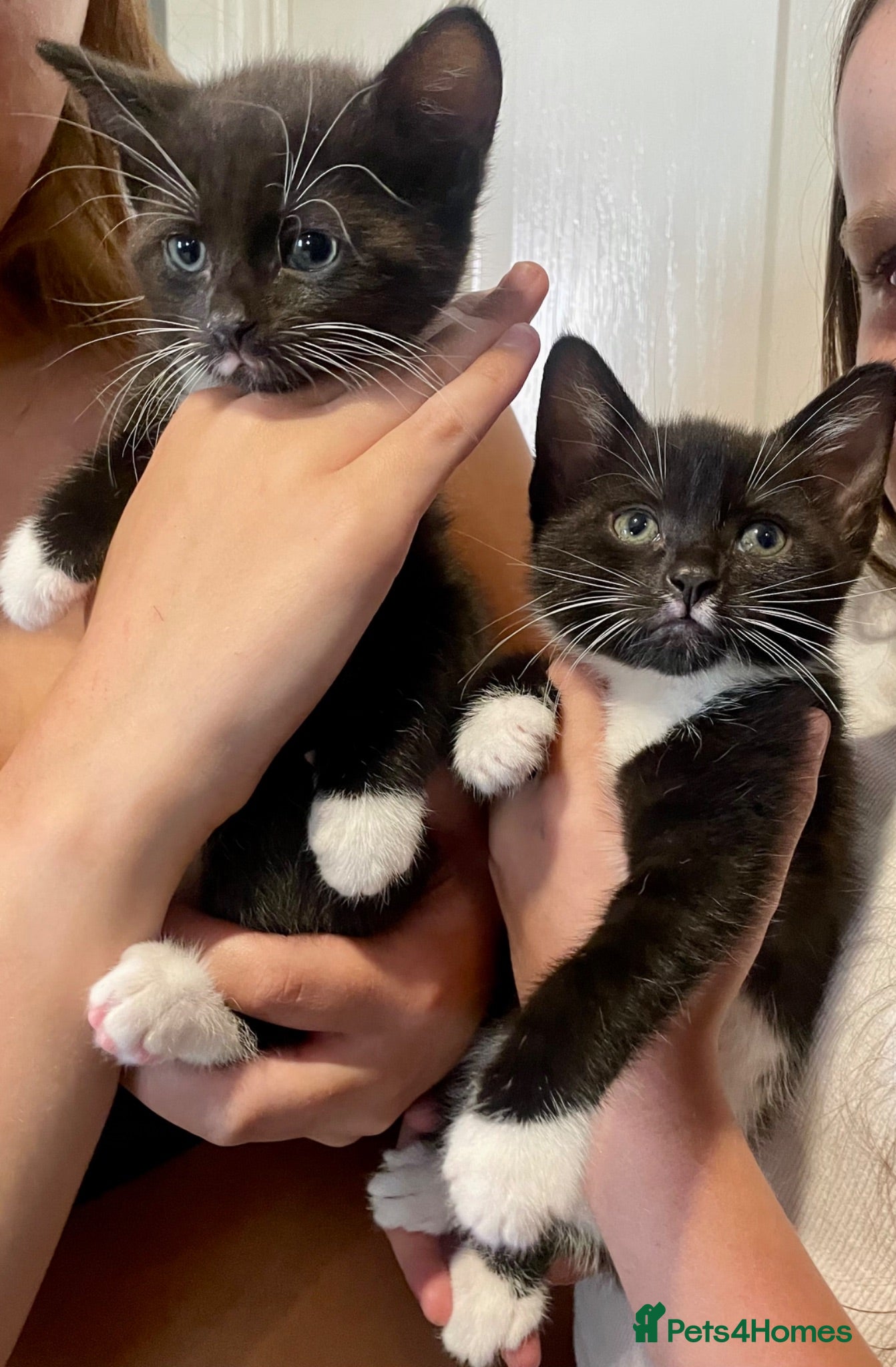 Russian Blue cats Stunning litter of Russian Blue cross kittens - Advert 8