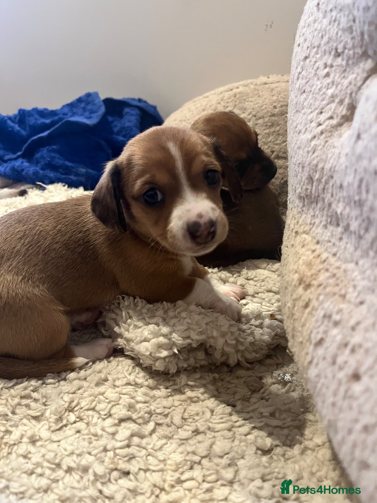 Chiweenie dogs Beautiful baby chiweenies 🐾🐕 - Advert 5