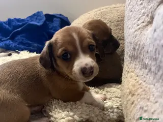 Chiweenie dogs Beautiful baby chiweenies 🐾🐕 - Advert 1