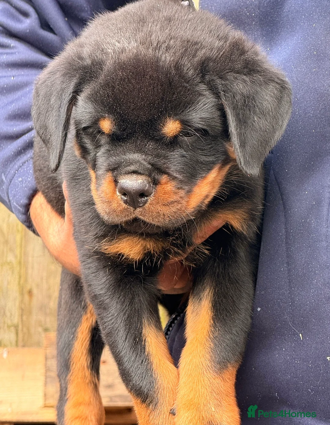 Rottweiler dogs for sale: Top quality kc pups for sale timitor X edelstein - Advert 5