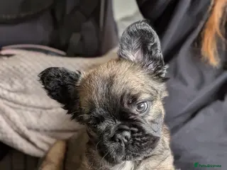 French Bulldog dogs Fluffy Frenchies - Advert 1