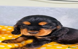 Cocker Spaniel dogs for sale: Beautiful black & tan female available  - Image 27