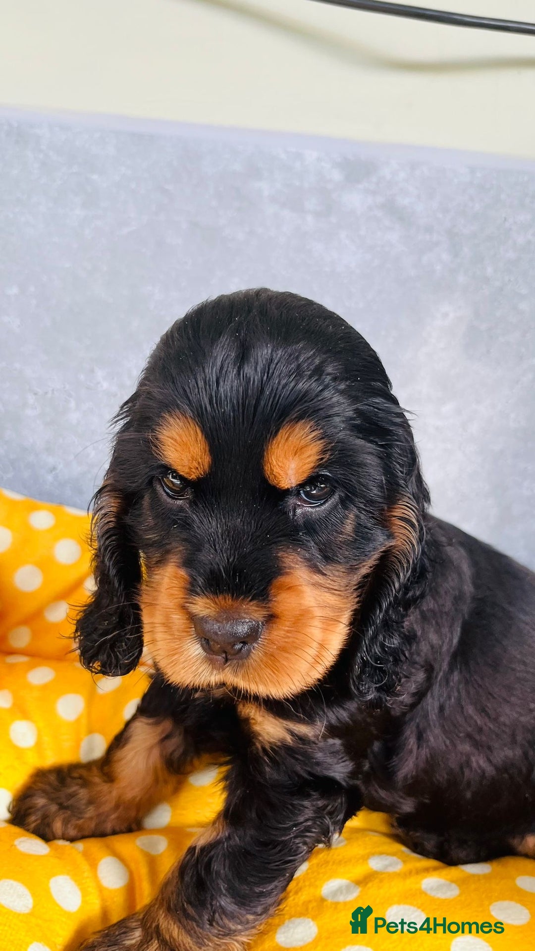 Cocker Spaniel dogs for sale: Beautiful black & tan female available  - Image 27