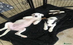 Mixed Breed dogs for sale: Border collie x Cockapoo  - Image 4