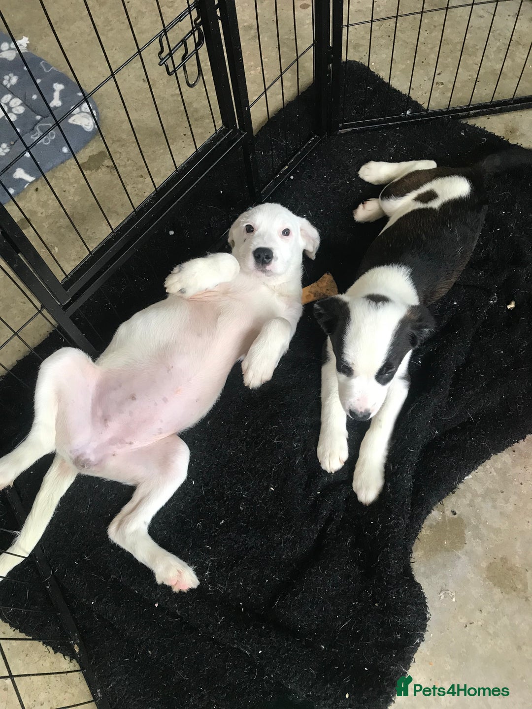 Mixed Breed dogs for sale: Border collie x Cockapoo  - Image 4