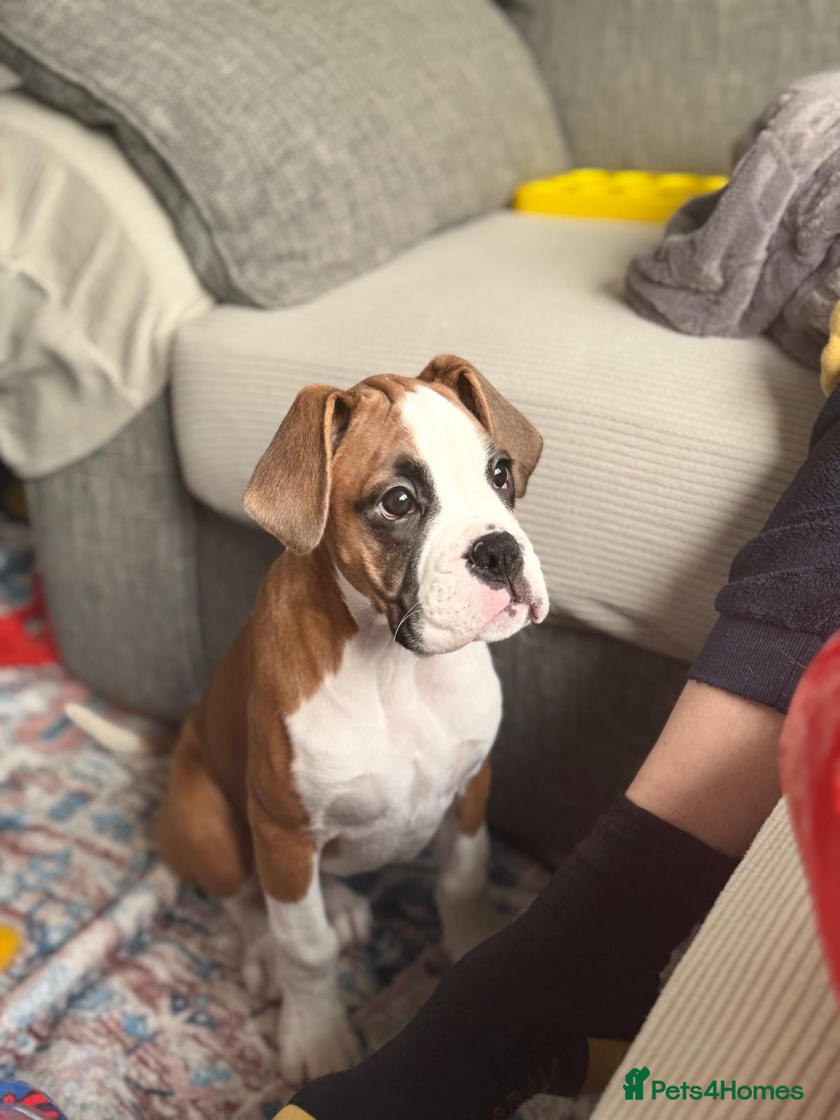 Boxer dogs Boxer Puppy (Girl) 16 Weeks Old DOB 5/11/2026 in Stockport - Advert 1