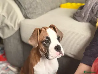 Boxer dogs Boxer Puppy (Girl) 16 Weeks Old DOB 5/11/2026 in Stockport - Advert 1