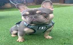 French Bulldog dogs for stud: LOKI “THE SON OF MISCHIEF” lilac Tan  in Coatbridge - Image 1