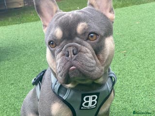 French Bulldog dogs LOKI “THE SON OF MISCHIEF” lilac Tan in Coatbridge - Advert 22