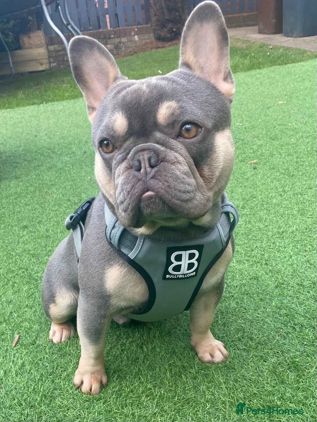 French Bulldog dogs for stud: LOKI “THE SON OF MISCHIEF” lilac Tan  in Coatbridge - Advert 1