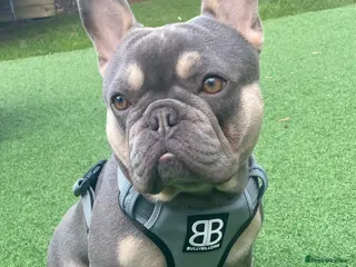 French Bulldog dogs LOKI “THE SON OF MISCHIEF” lilac Tan in Coatbridge - Advert 12