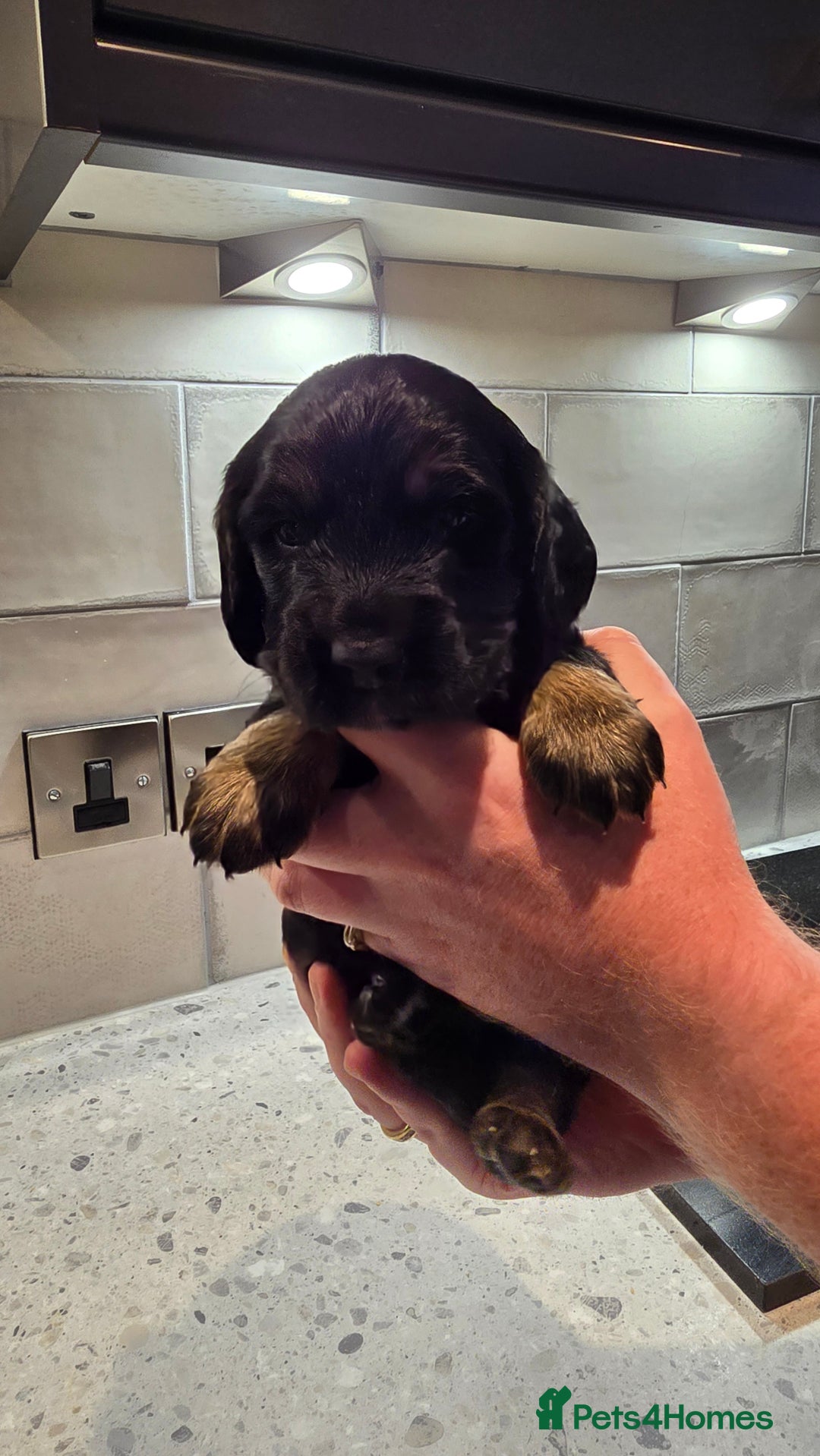 Cockapoo dogs for sale: Cockapoo Puppies - Image 4