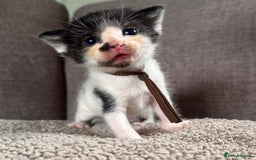 Mixed Breed cats for sale: Kittens for Sale - Image 4