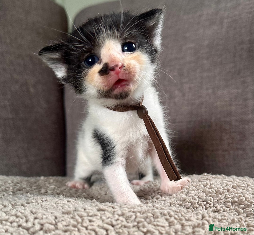 Mixed Breed cats for sale: Kittens for Sale - Image 4