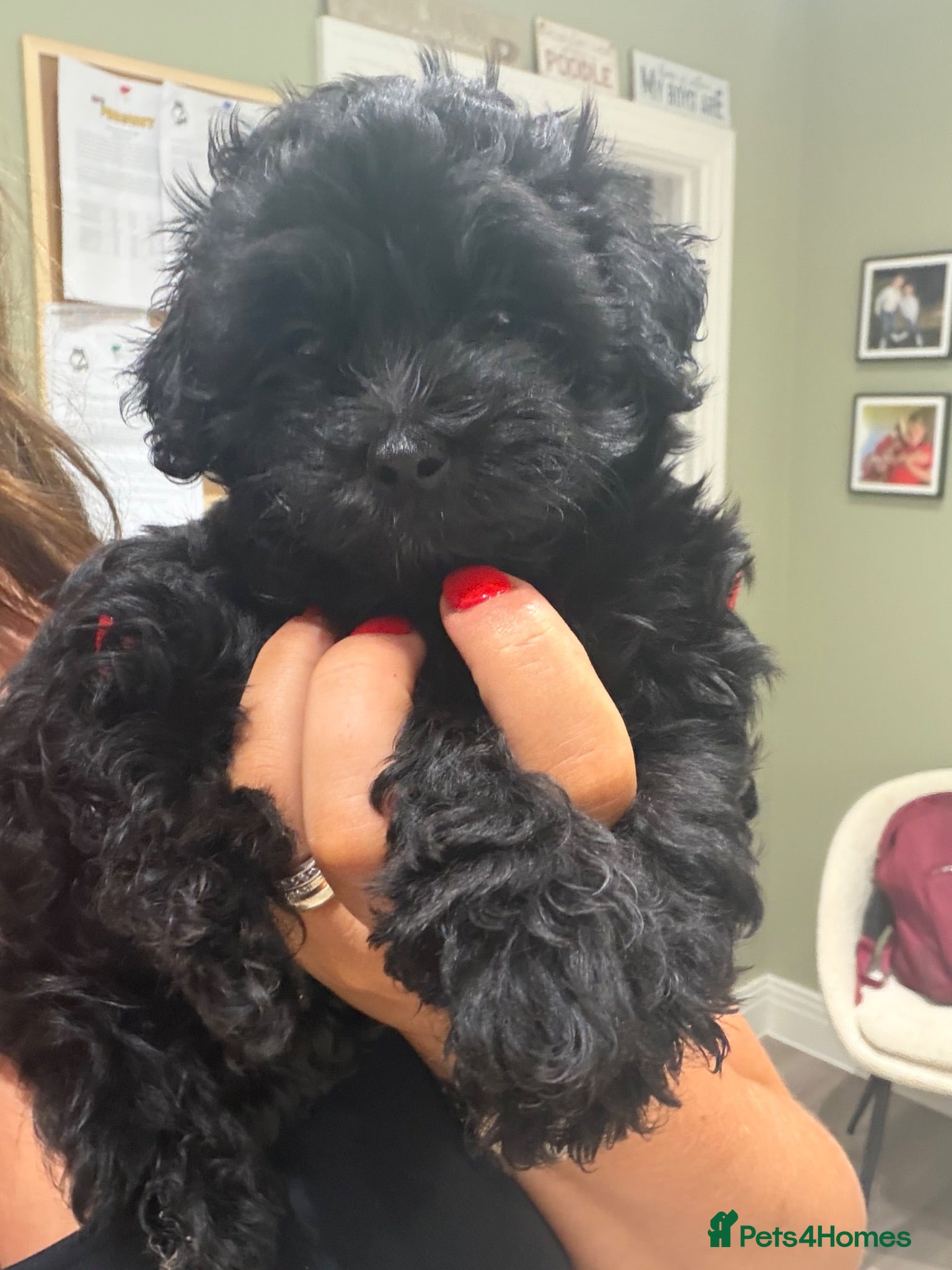 Maltipoo dogs *READY NOW * F1 Black Female Maltipoo - Advert 2