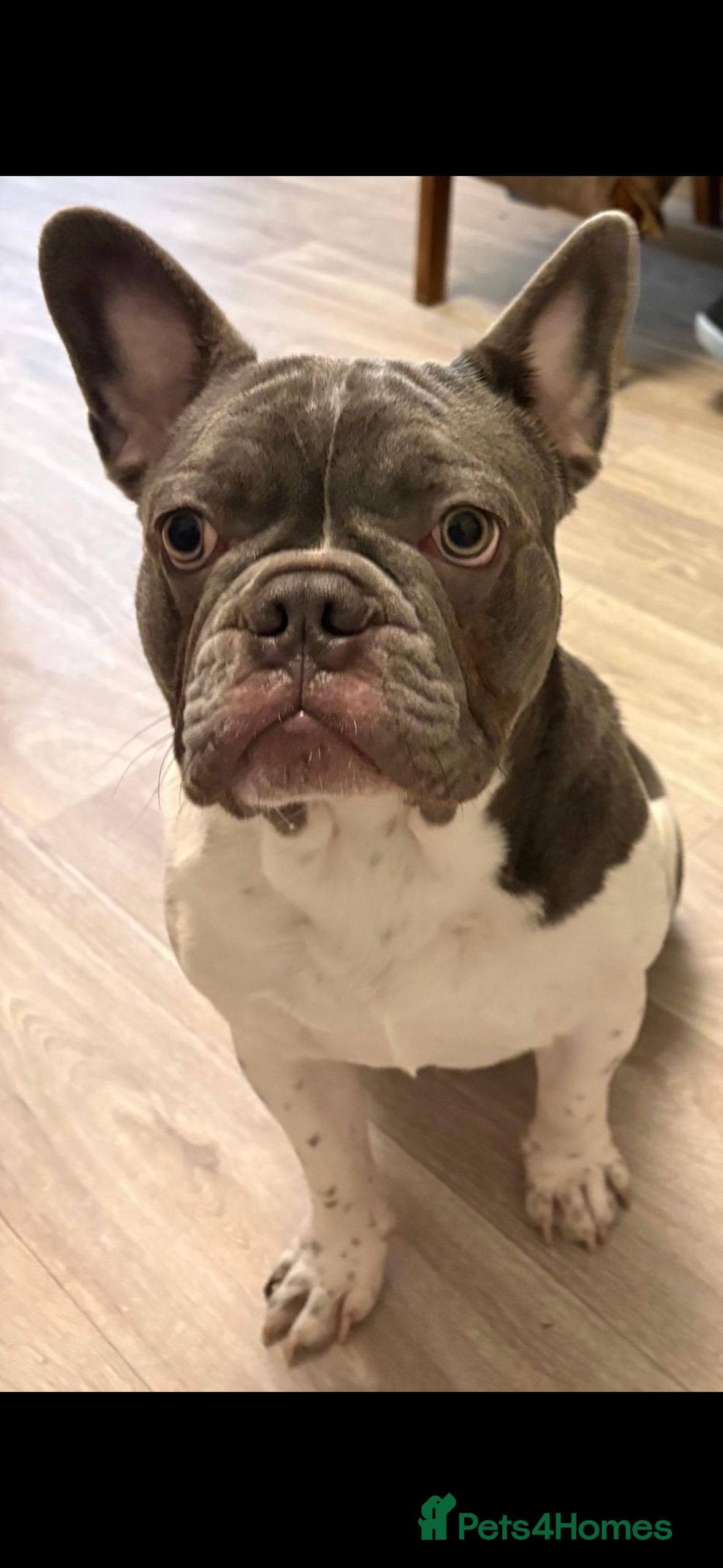 French Bulldog dogs Blue & White French Bulldog  - Advert 2