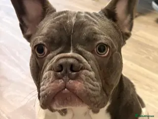 French Bulldog dogs Blue & White French Bulldog - Advert 1