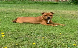 Staffordshire Bull Terrier dogs for sale:  KC registered red Staffords Bull terriers - Image 3