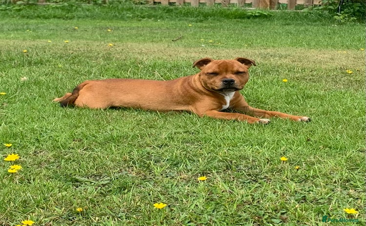 Staffordshire Bull Terrier dogs - Advert 3