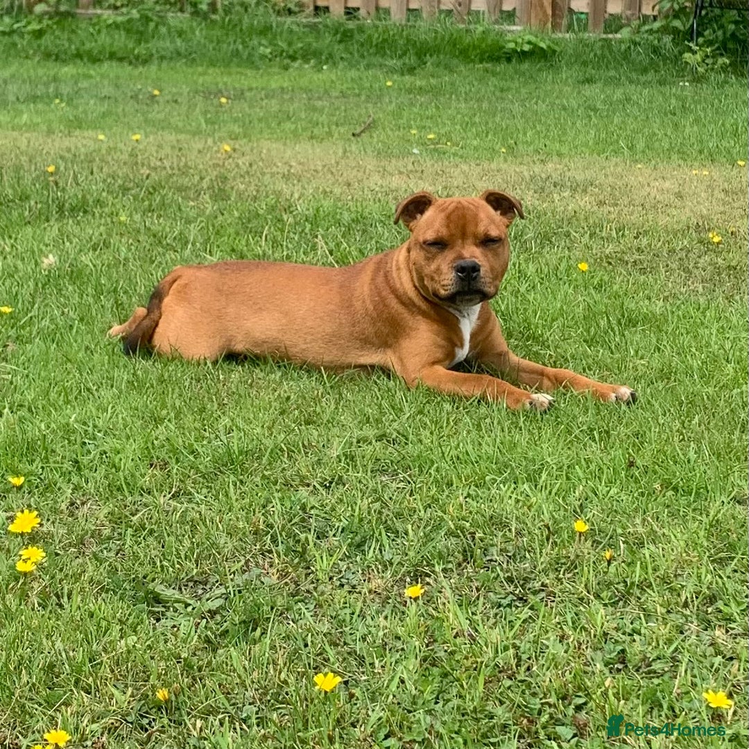 Staffordshire Bull Terrier dogs for sale:  KC registered red Staffords Bull terriers - Image 3