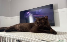 British Shorthair cats for stud: 🐻 Chocolate BSH stud service  not for sale  - Image 2