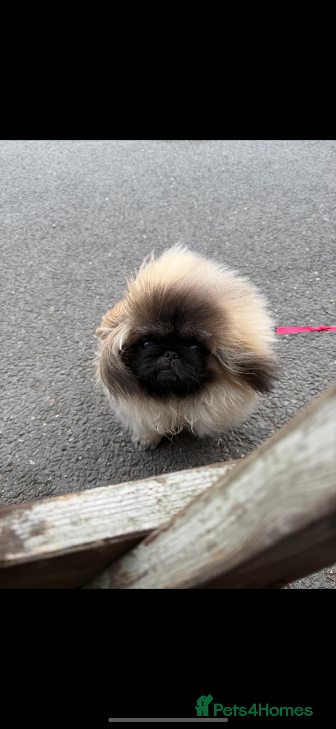 Pekingese dogs for stud: KC REGISTERED PEKINGESE - Advert 8