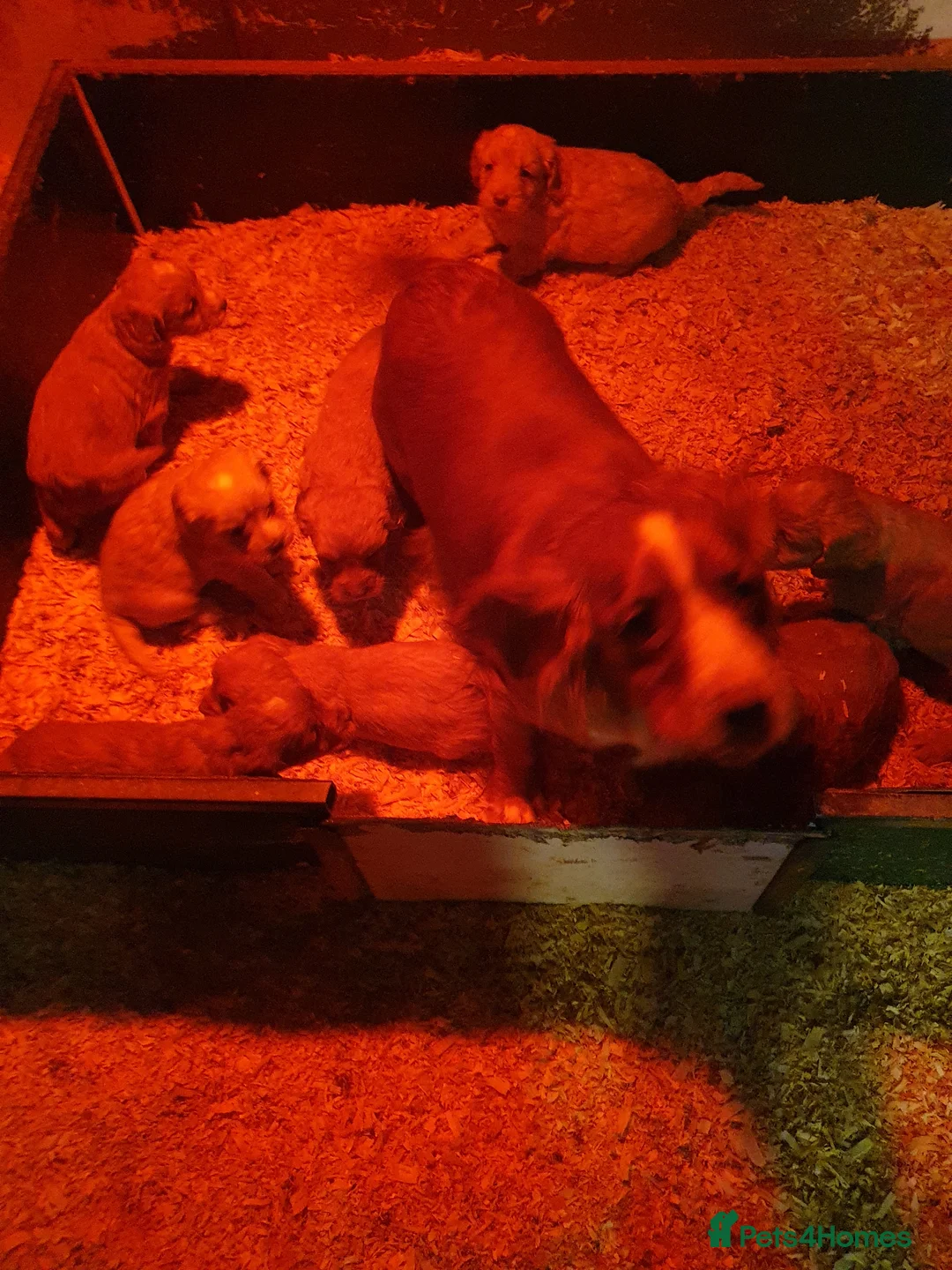 Cockapoo dogs for sale: cockapoo f1 puppies - Advert 2