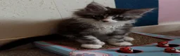 Maine Coon cats for sale: Maine Coon kittens XXL - Advert 3