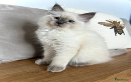 Ragdoll cats for sale: Gorgeous Male Ragdoll Kitten- Ready Now - Image 4