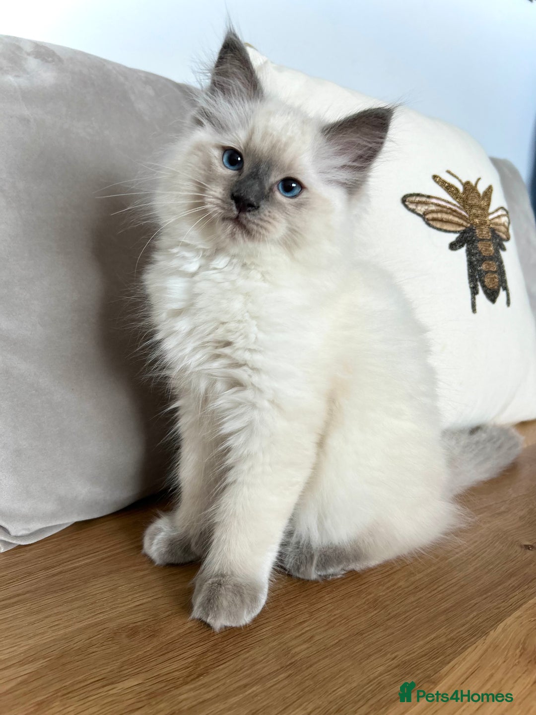 Ragdoll cats for sale: Gorgeous Male Ragdoll Kitten- Ready Now - Image 4