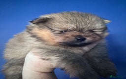 Pomeranian dogs for sale: 🏆 KC HEALTH TESTED POMERANIAN PUPPIES 🏆  - Image 2