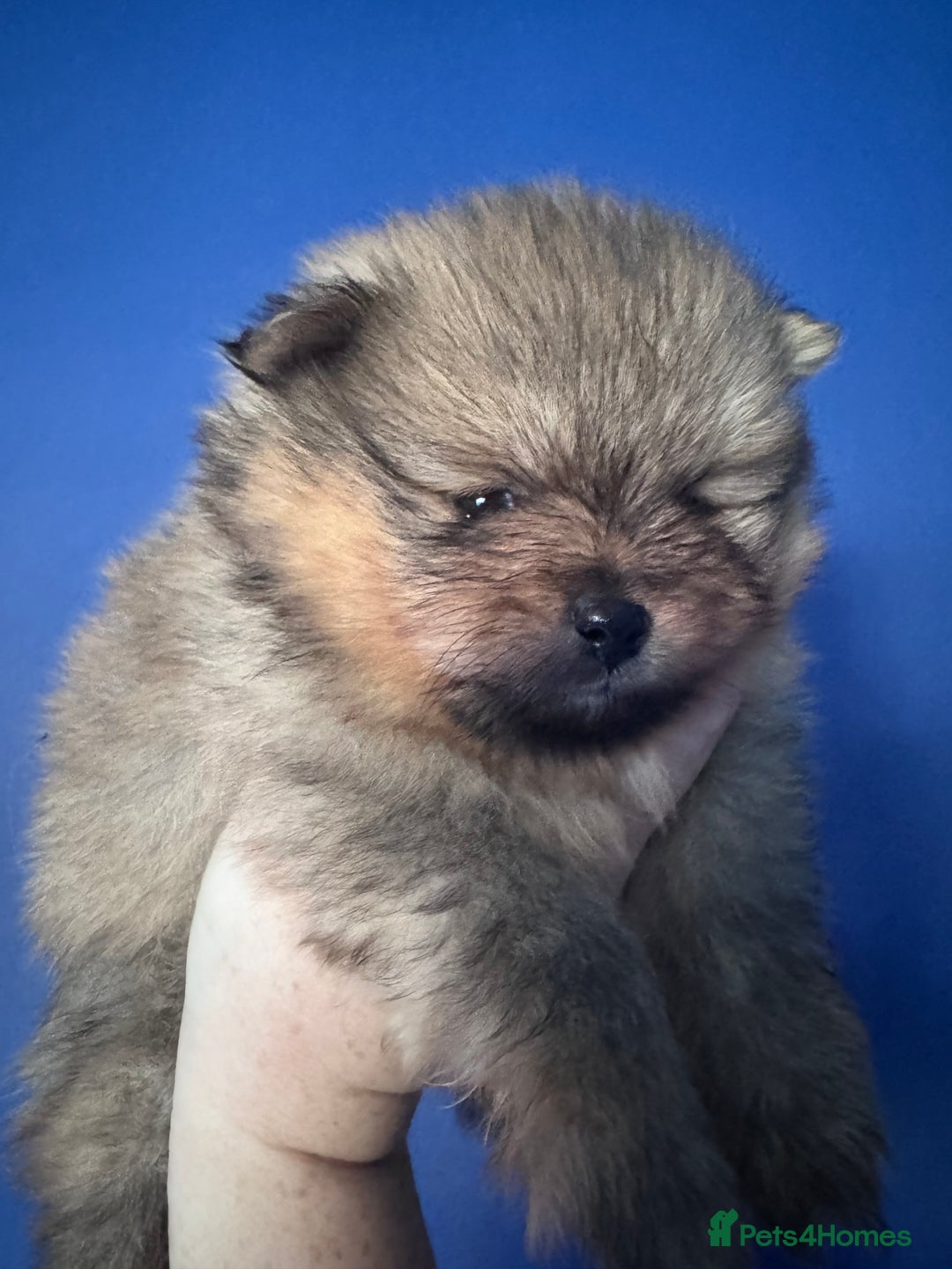 Pomeranian dogs for sale: 🏆 KC HEALTH TESTED POMERANIAN PUPPIES 🏆  - Image 2