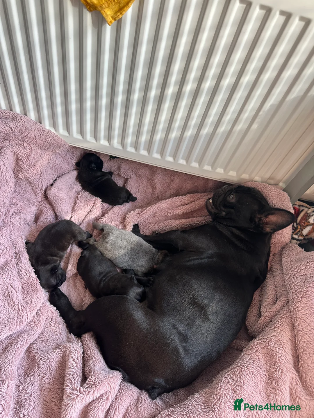 French Bulldog dogs for sale: French Bulldog puppies! in Sheffield - Advert 2
