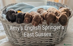 Sprocker dogs for sale: F1 health tested working Sprockers - Image 1
